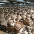 Greenhouse de champignons à une surface unique d&#39;occurrence agricole